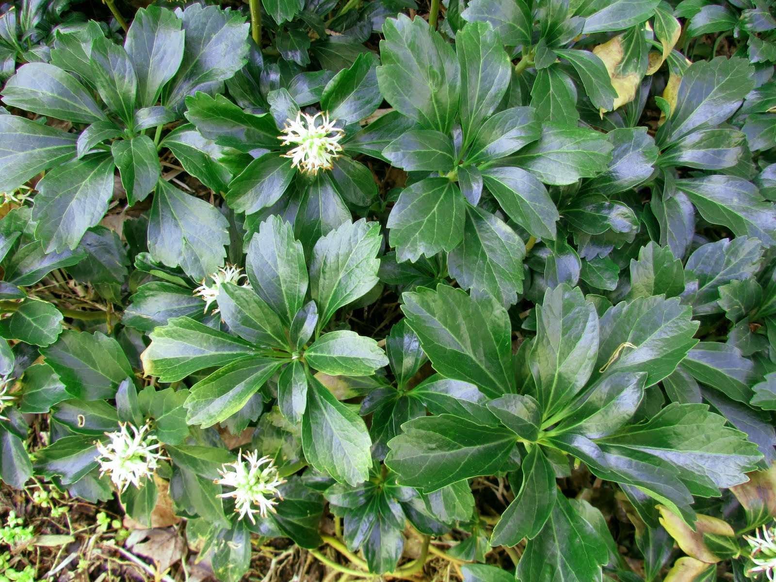 Pachysandra terminalis 'Green Sheen'